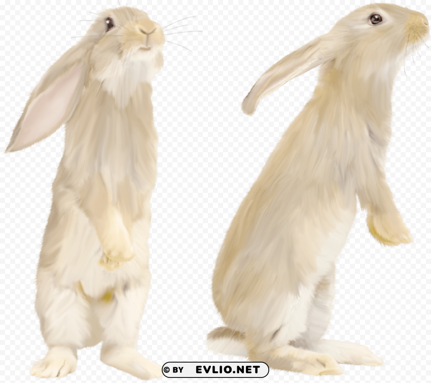 cute gray rabbit standing on his feet PNG Image Isolated with HighQuality Clarity