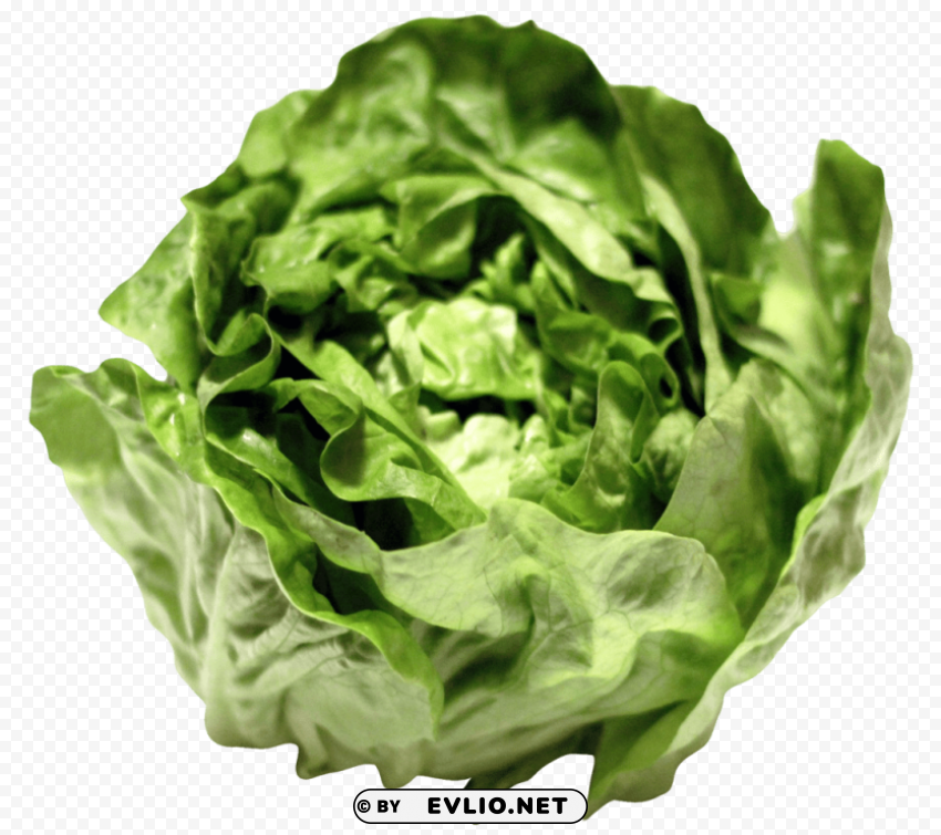 lettuce PNG graphics with alpha transparency broad collection