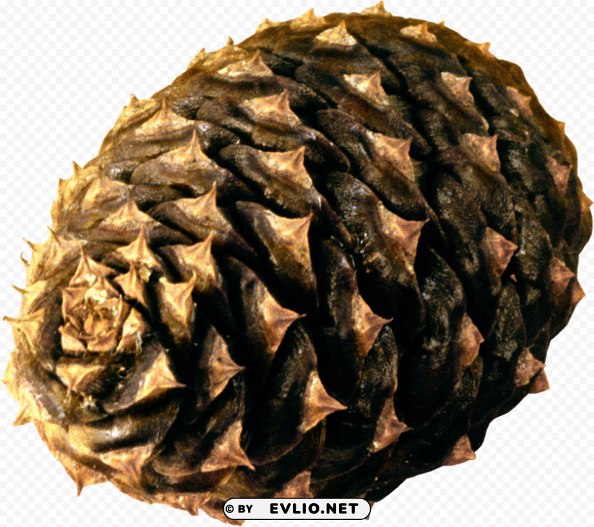 Pine Cone Free PNG Download