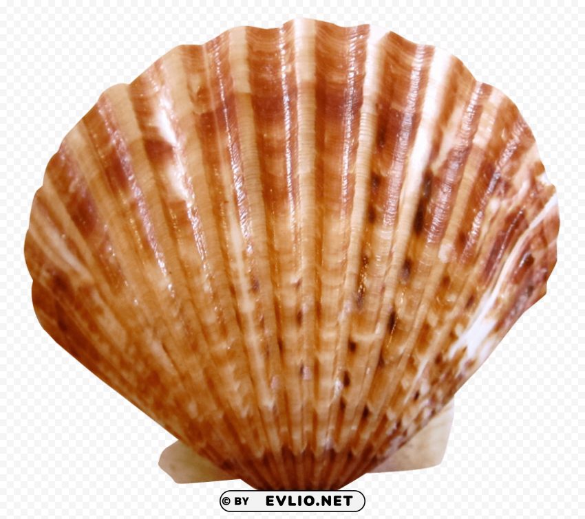 sea ocean shell PNG Image with Transparent Isolated Graphic