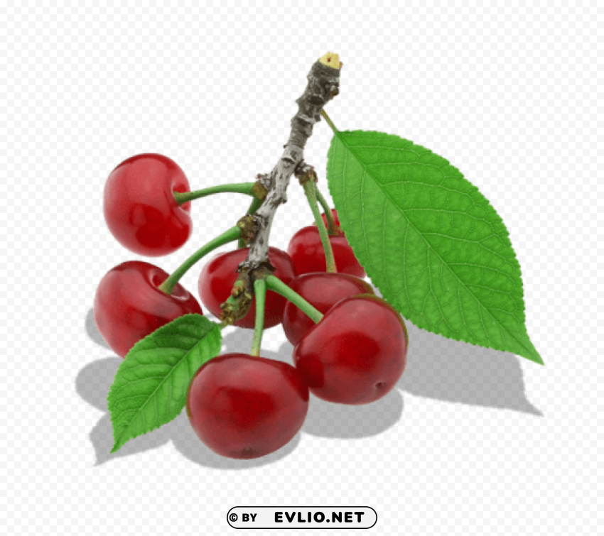 twig of cherry PNG without watermark free