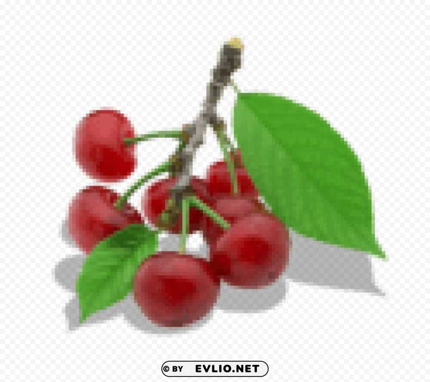 twig of cherry HighResolution Transparent PNG Isolated Graphic