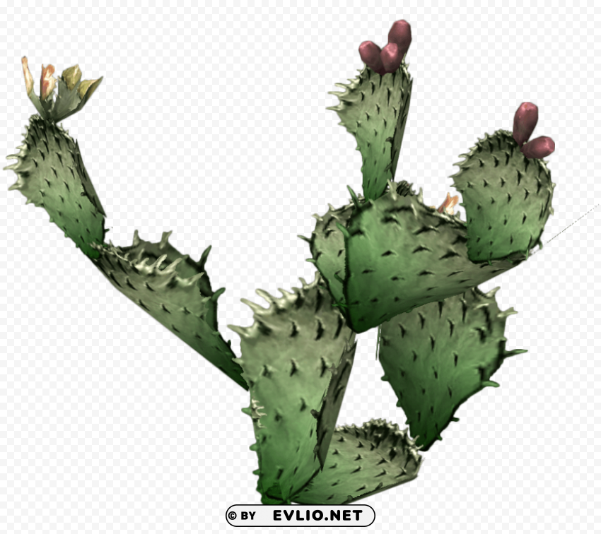 cactus 9 Transparent PNG pictures for editing