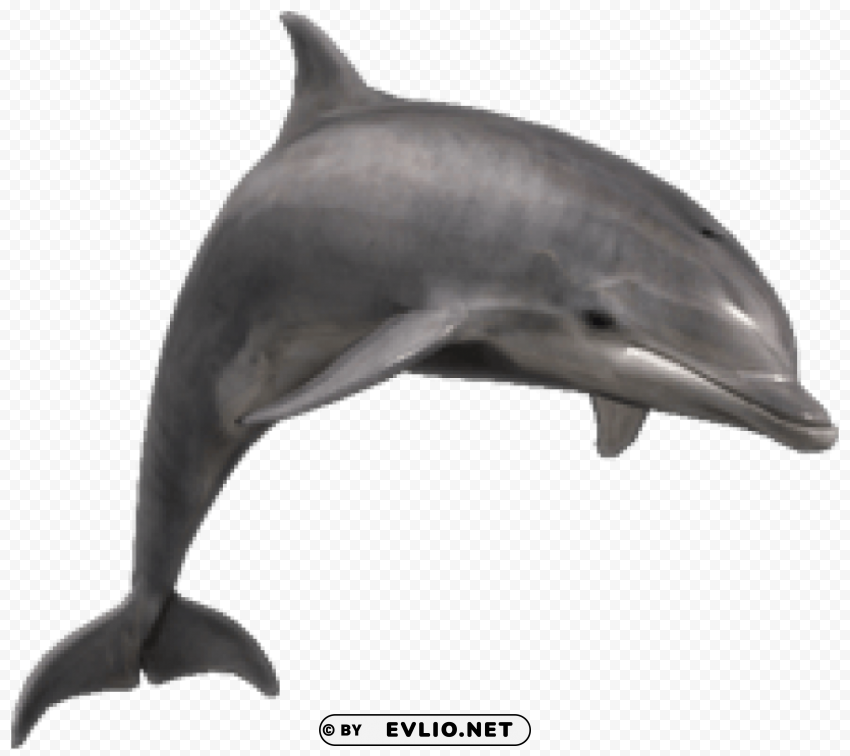 Dolphin PNG files with transparent backdrop