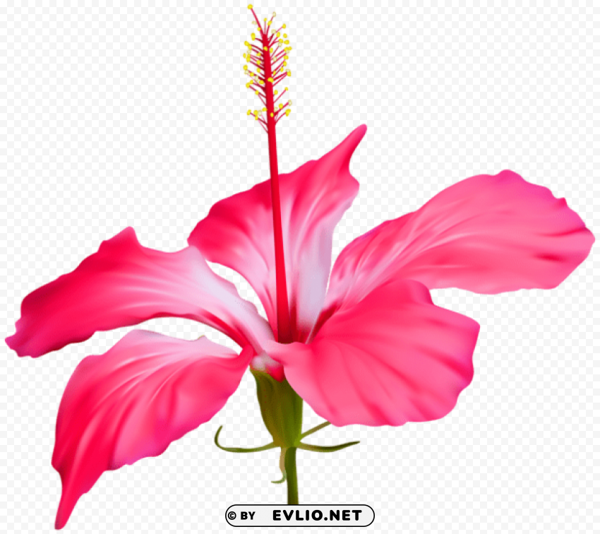 hibiscus flower PNG with no background free download