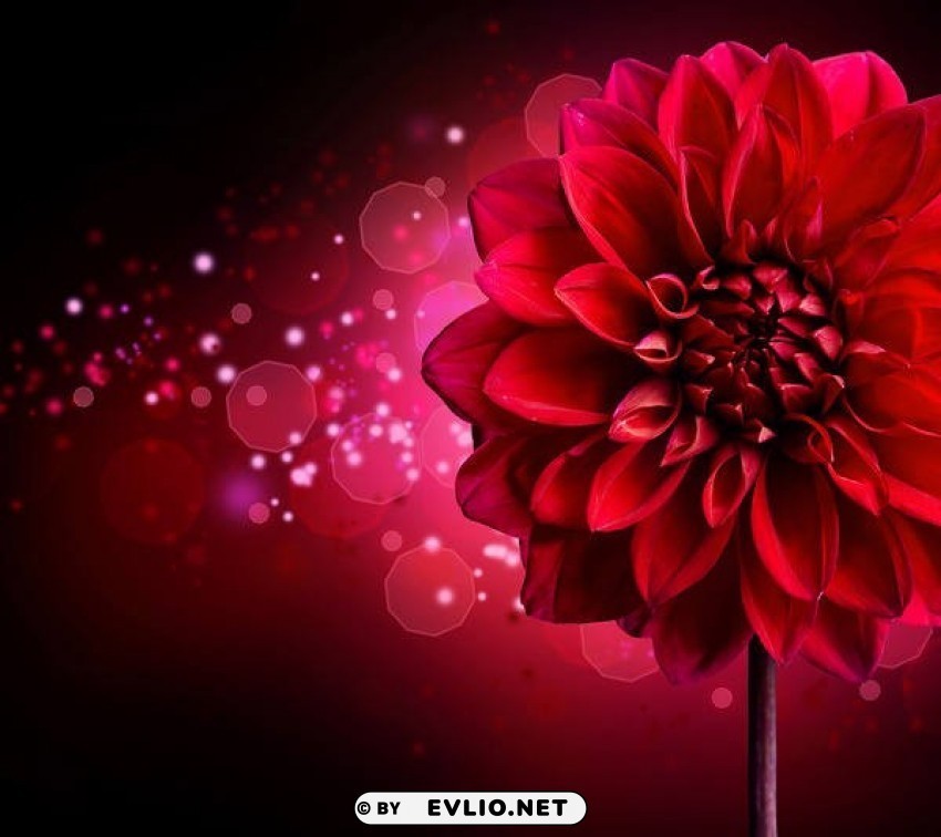 red chrysanthemum Transparent PNG pictures archive