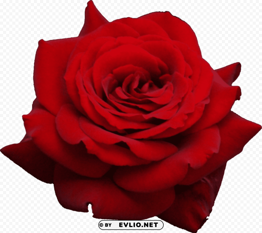 red rose Transparent PNG Object with Isolation