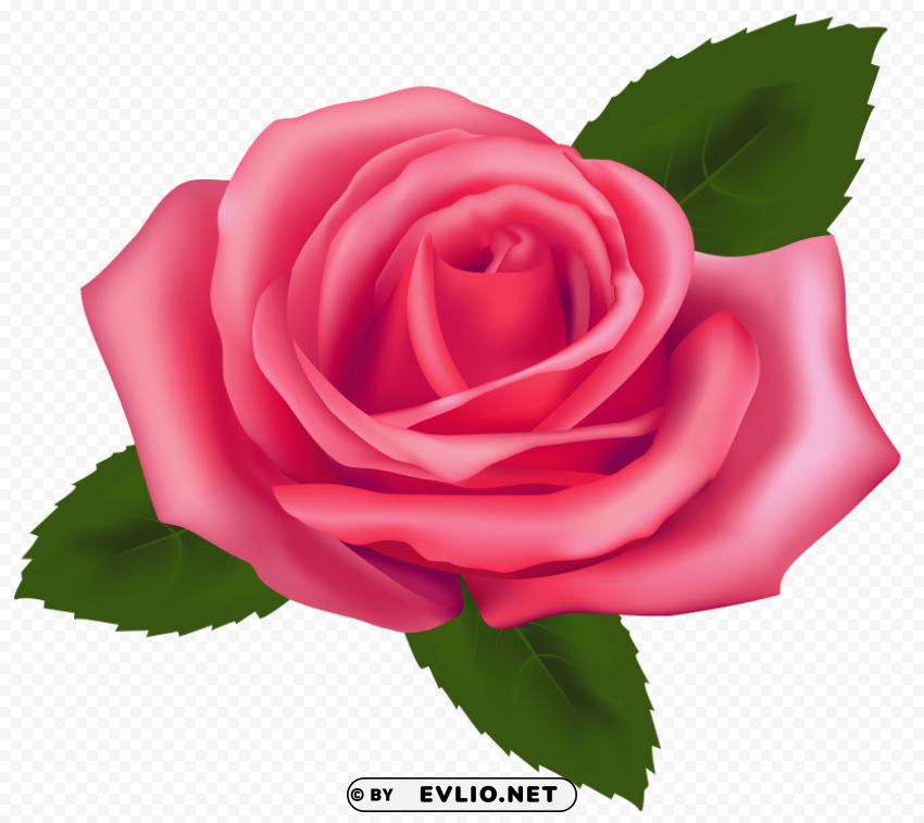 beautiful pink rose PNG graphics with clear alpha channel broad selection