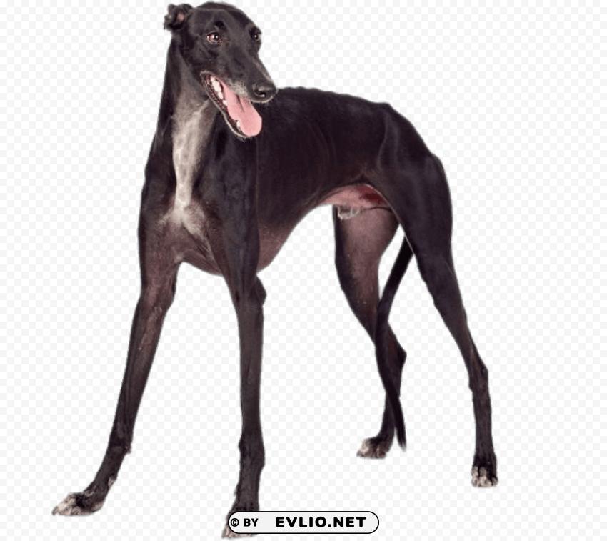 black greyhound PNG photo
