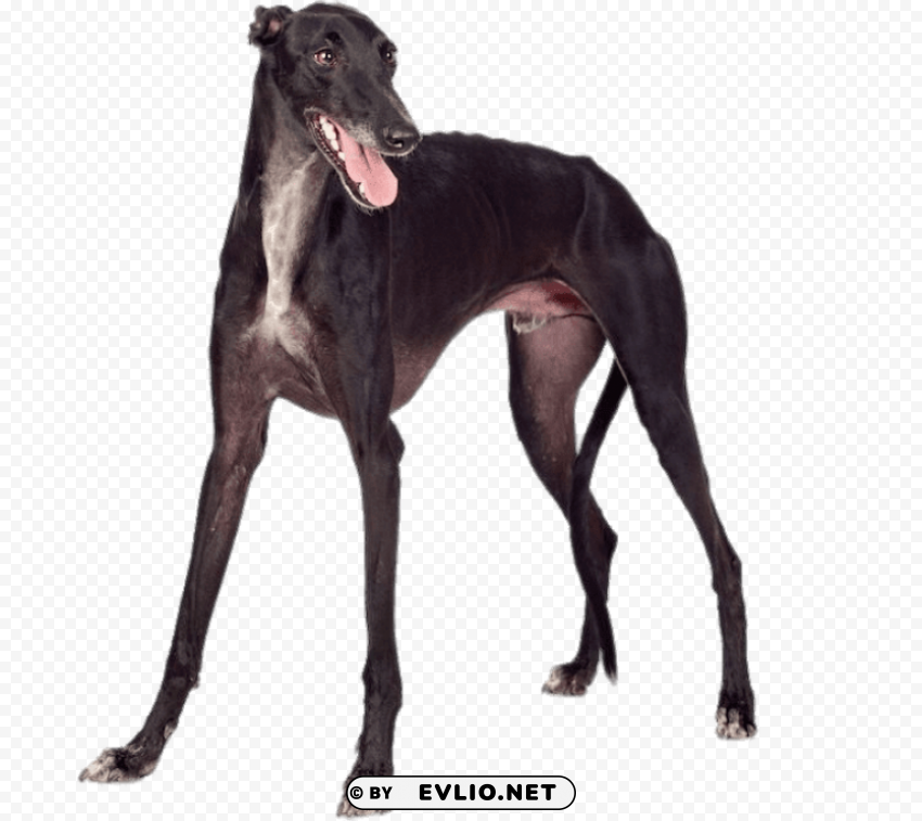 black greyhound PNG photo png images background - Image ID 9ce639bb