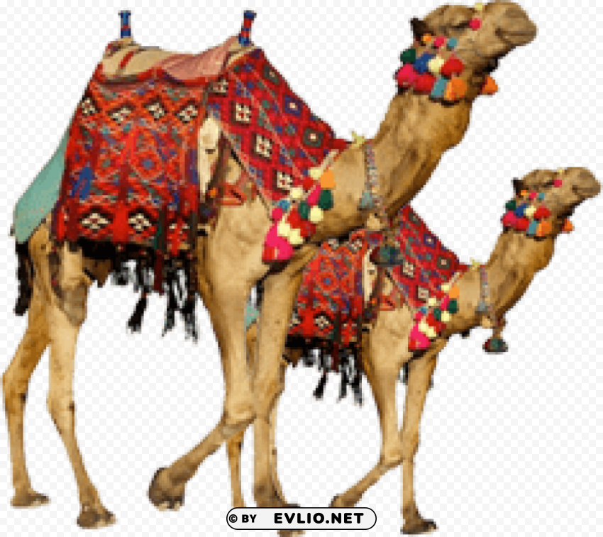 camel Isolated Object with Transparent Background in PNG