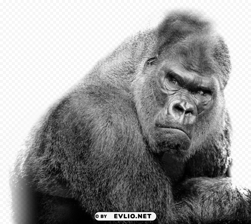 gorilla free s High Resolution PNG Isolated Illustration