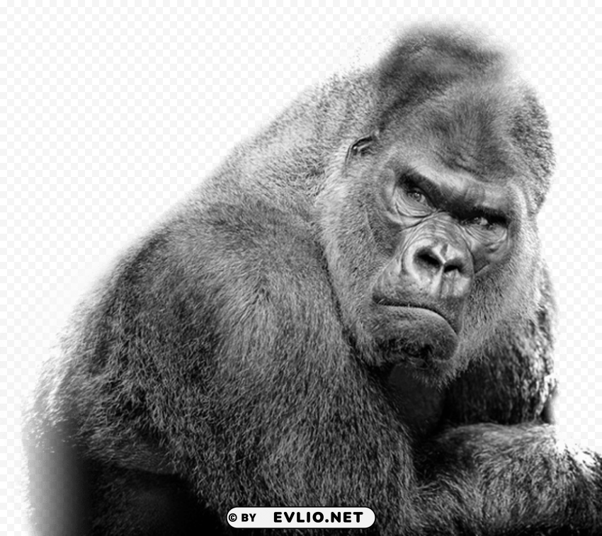 Gorilla Free S High Resolution PNG Isolated Illustration