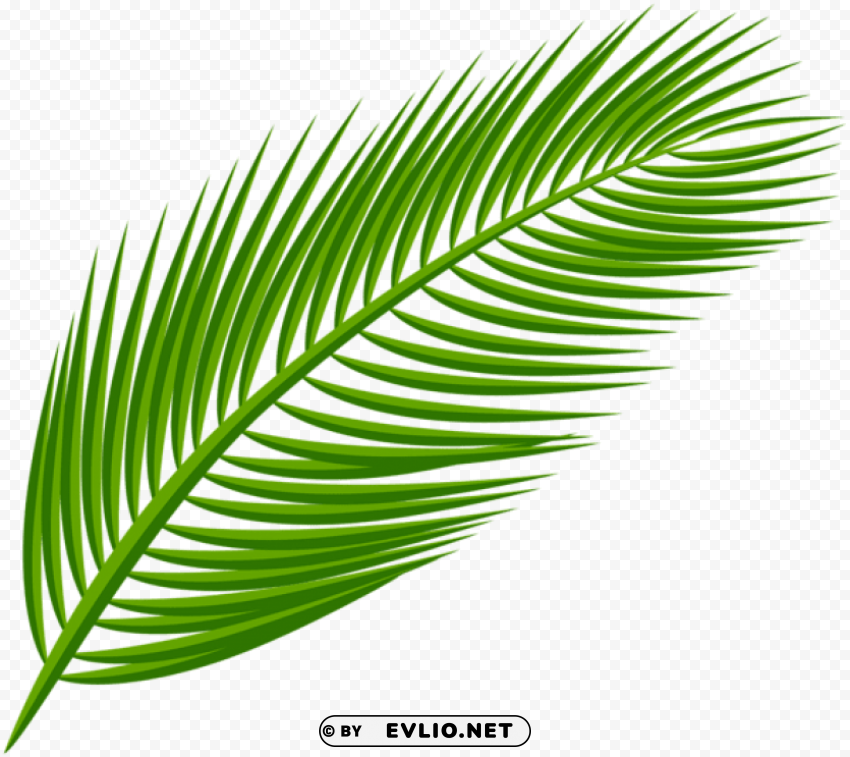 palm leaf PNG Image Isolated with Transparent Detail