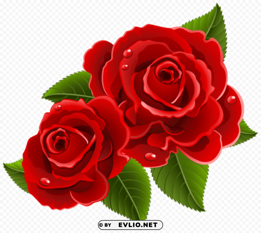 red roses beautifulpicture Isolated Item in Transparent PNG Format