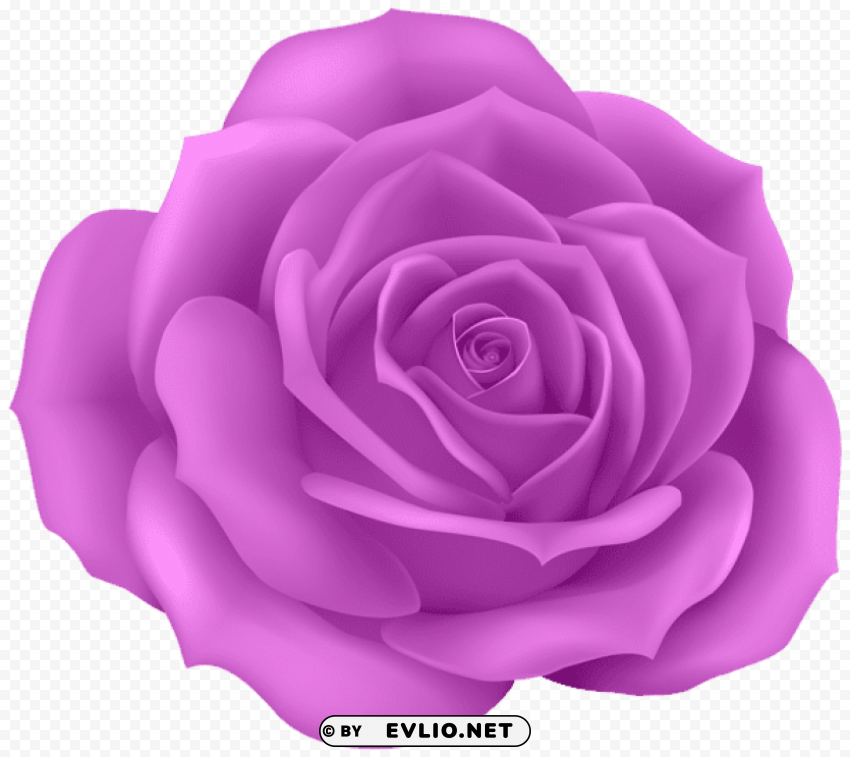 rose purple Transparent Background PNG Isolated Element