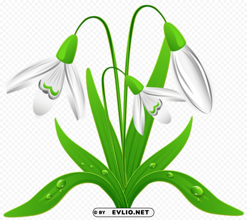 spring snowdropspicture Transparent Background Isolated PNG Design