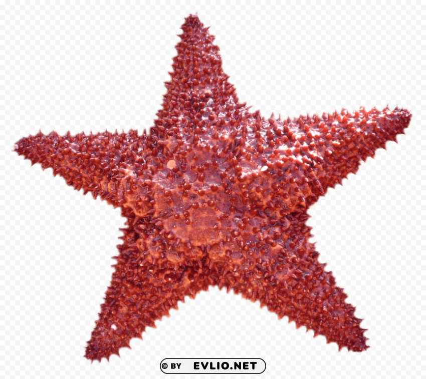 Starfish Transparent Background Isolated PNG Design