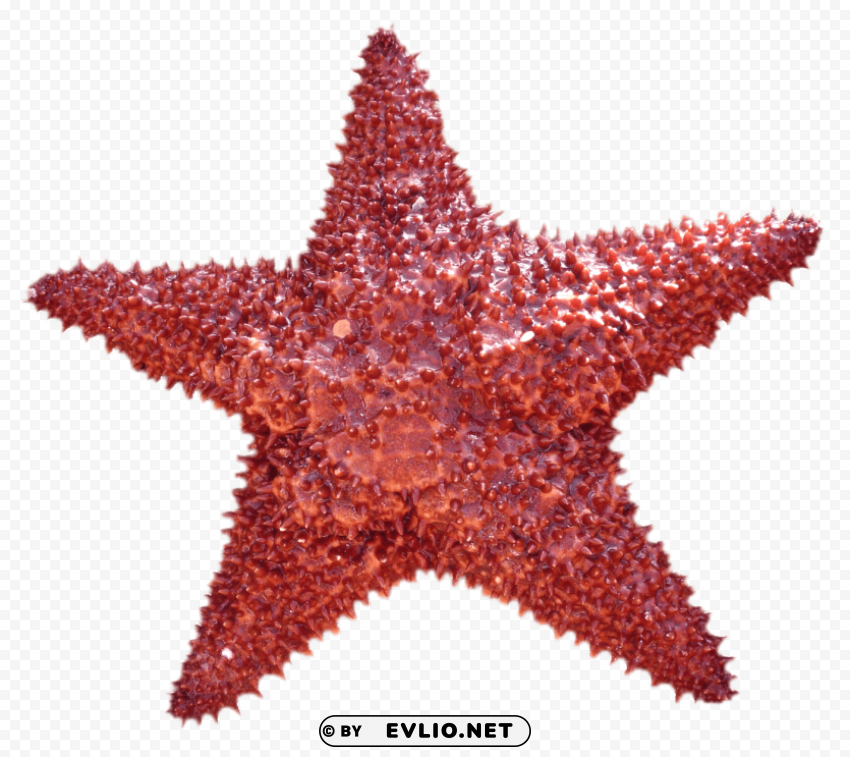 Starfish PNG Graphic Isolated On Clear Background