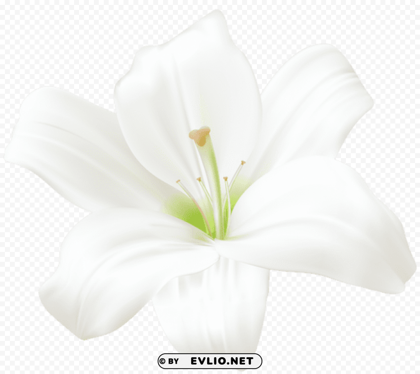 PNG image of white lily PNG images with no background essential with a clear background - Image ID 6e46bdd2