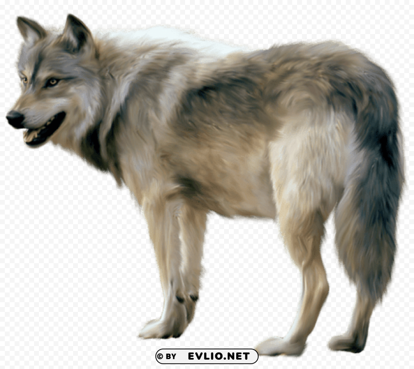 wolf sideview PNG files with clear background collection