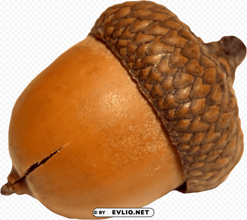 PNG image of acorn PNG images for banners with a clear background - Image ID 3d9654bc