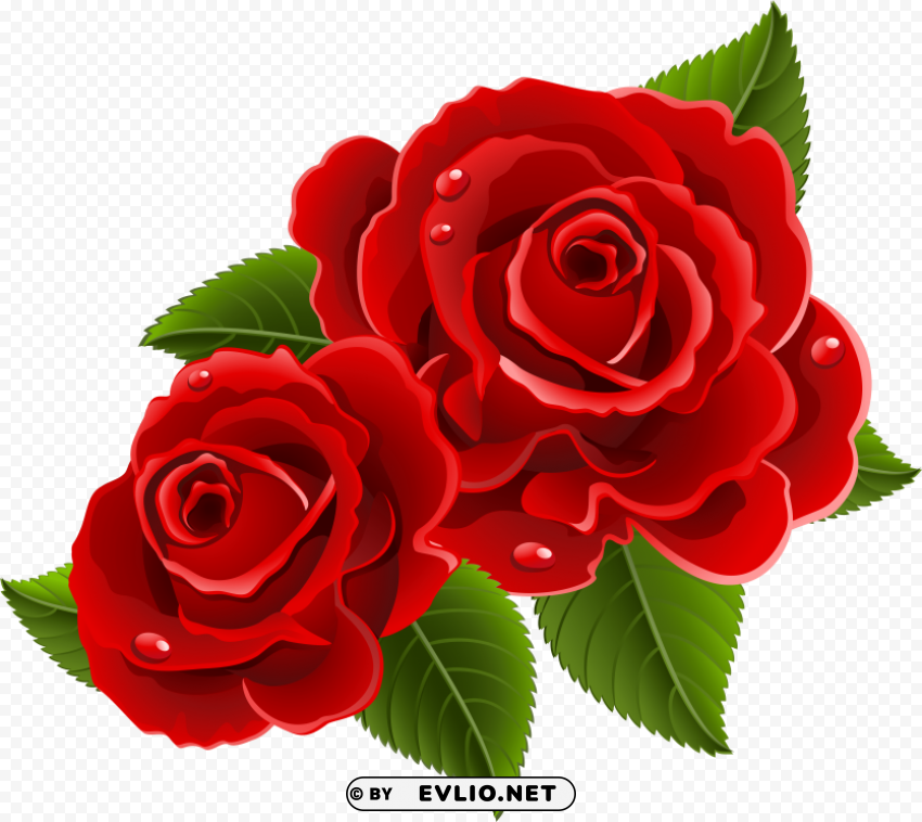 beautiful red rose flowers PNG transparent images mega collection