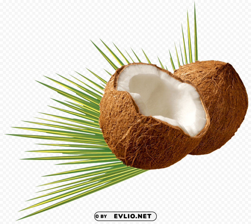 Coconut PNG Isolated Subject with Transparency