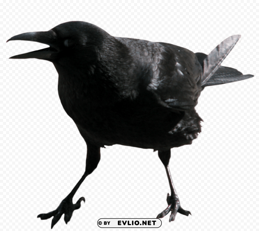 Crow Isolated Item on HighQuality PNG