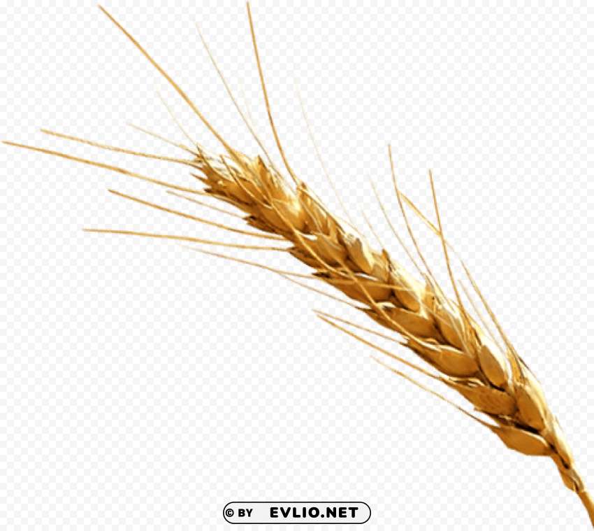 barley Isolated Subject in Transparent PNG