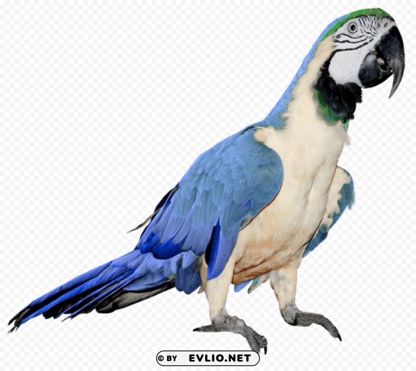 blue parrot Isolated Illustration with Clear Background PNG