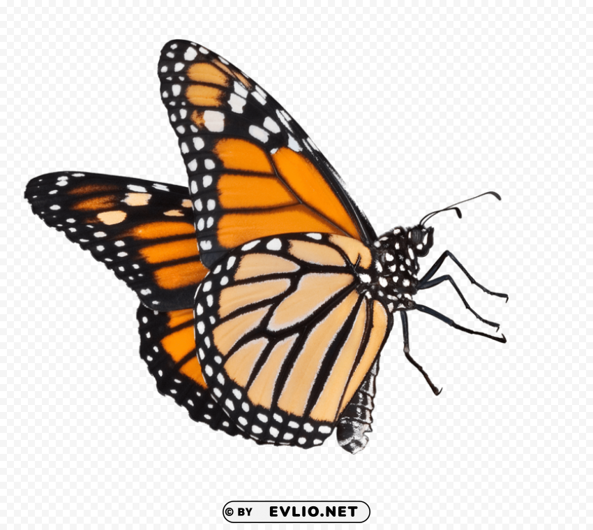 butterfly Isolated Object on Transparent PNG