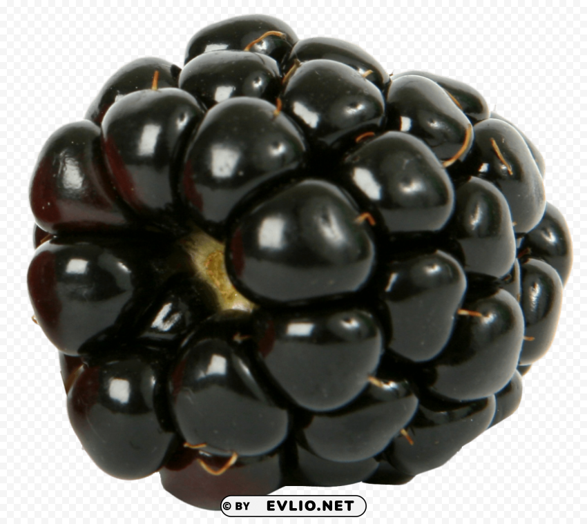 Fresh Single Blackberry Isolated Character with Clear Background PNG