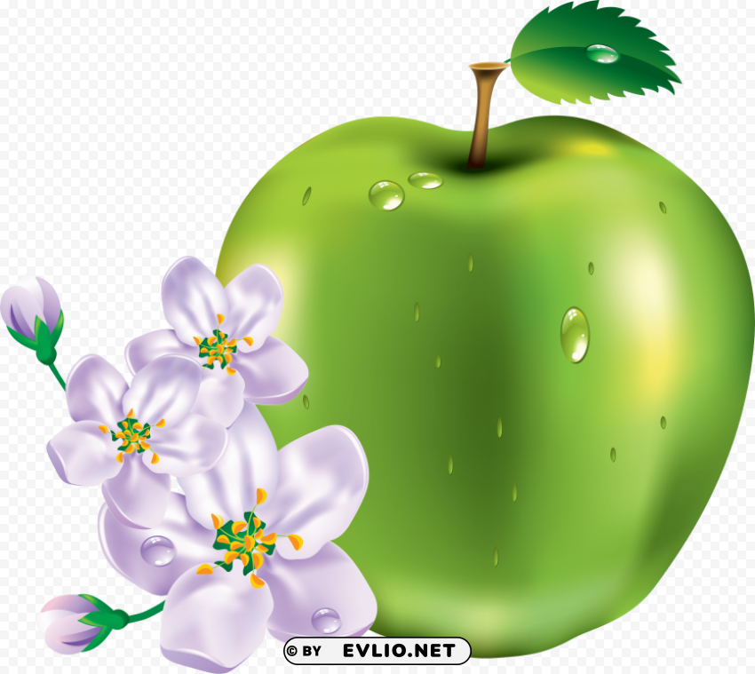 green apple's PNG with no bg clipart png photo - a278e61e