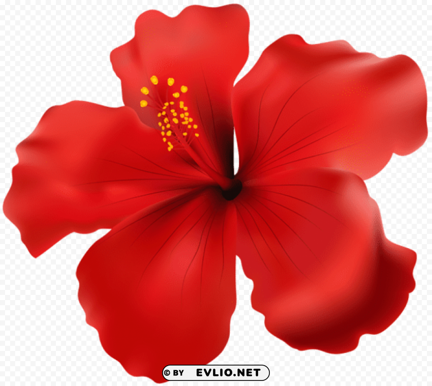 hibiscus red transparent PNG images with alpha transparency wide selection