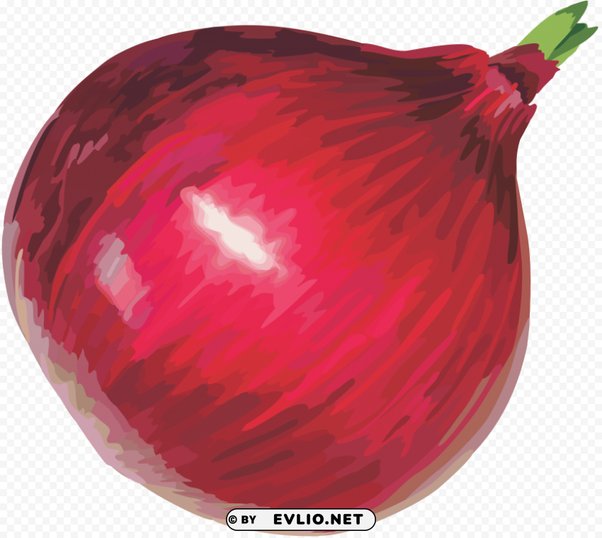 onion PNG artwork with transparency