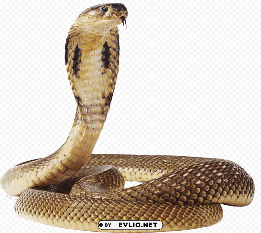 Snake Free PNG