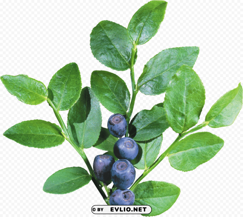 blueberries Isolated Object with Transparency in PNG PNG images with transparent backgrounds - Image ID af209053