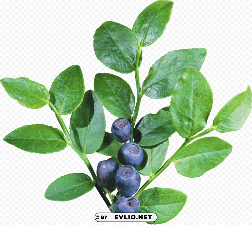 blueberrys with leave Transparent picture PNG PNG images with transparent backgrounds - Image ID fcedc179