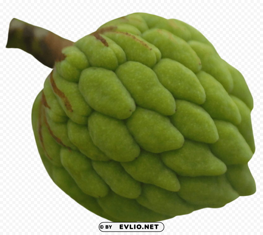 Custard Apple Isolated Element with Clear Background PNG