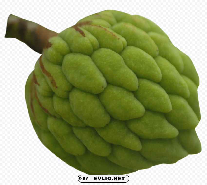 custard apple Isolated Artwork on Transparent Background PNG