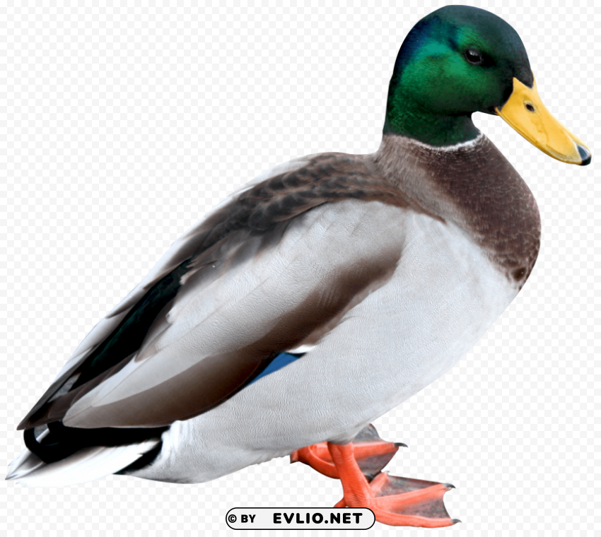Duck PNG with clear overlay