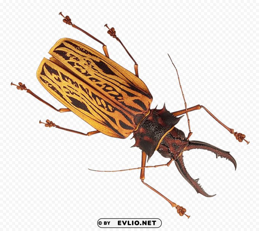 insect Transparent PNG art