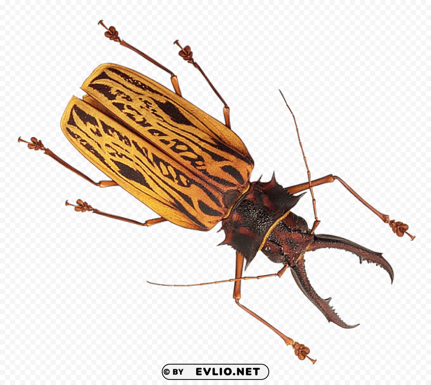 Insect Transparent PNG Graphics Assortment