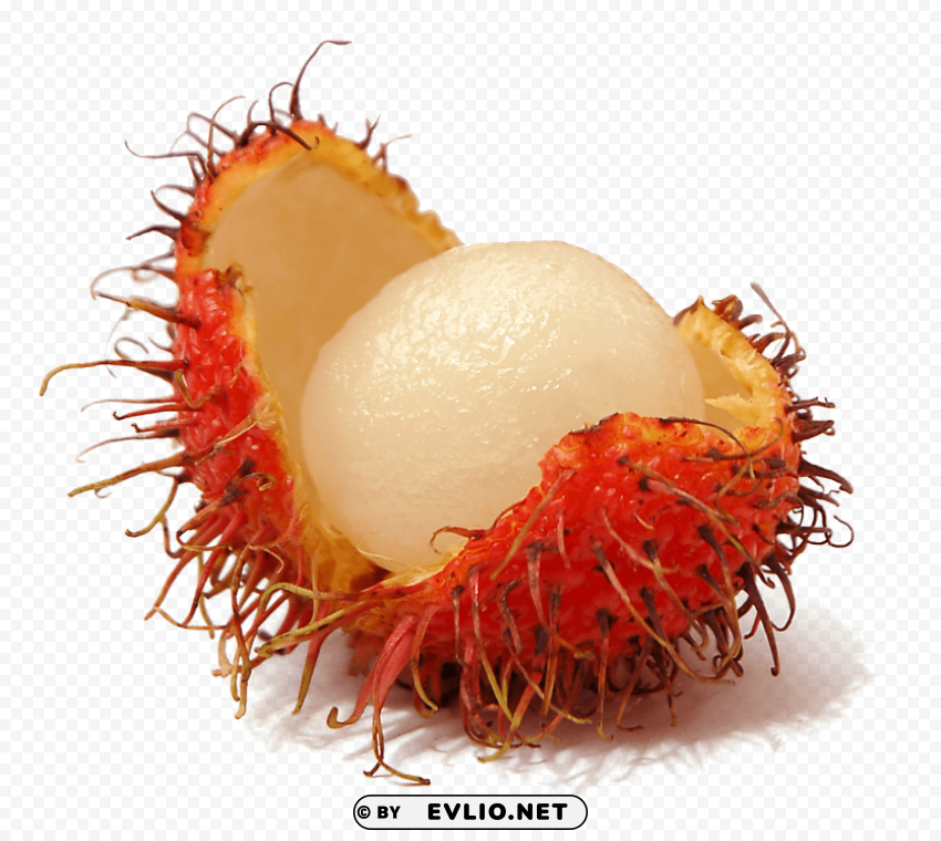 Rambutan Isolated PNG Graphic with Transparency