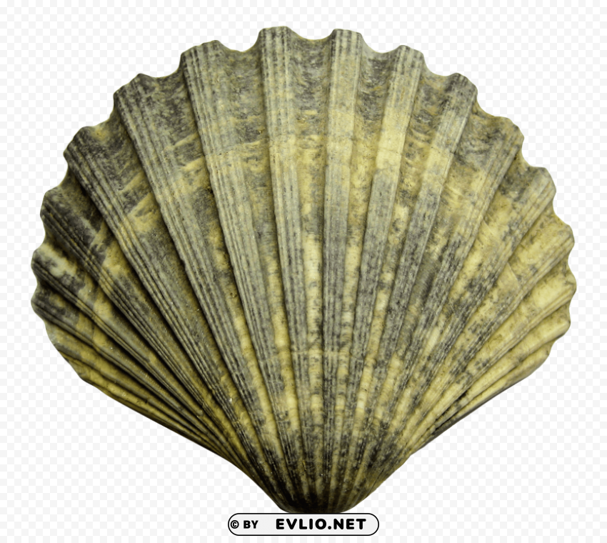sea shell PNG Image Isolated with HighQuality Clarity