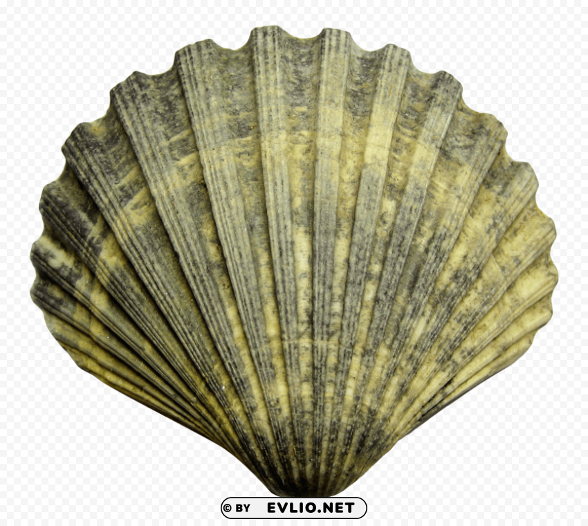 PNG image of shellfish Transparent PNG images for design with a clear background - Image ID 00c425cf