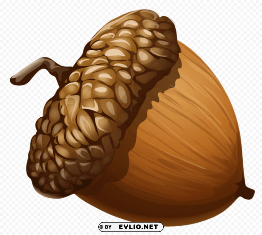 acorn PNG Graphic Isolated with Clarity clipart png photo - 47405258