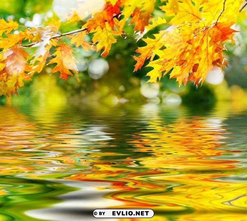 autumn leaves and water Isolated Object in Transparent PNG Format