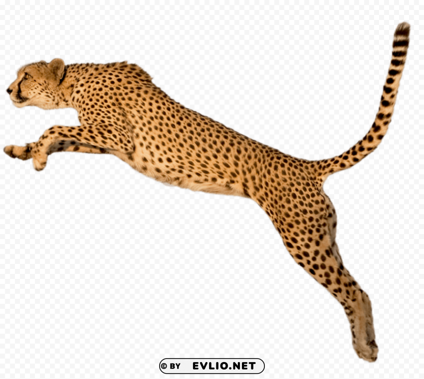 cheetah PNG files with no background assortment